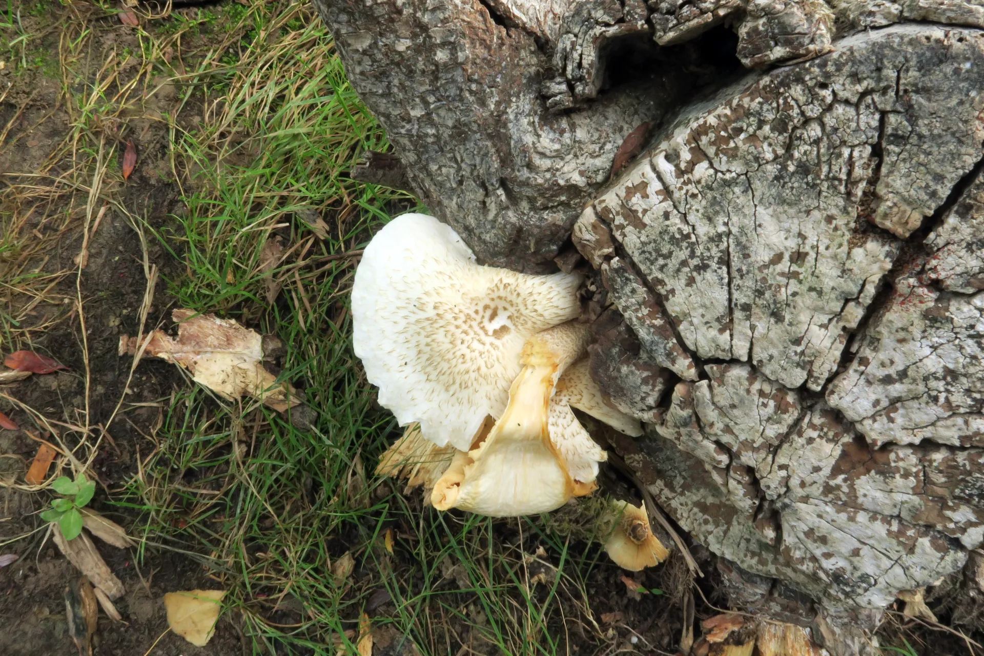 Lentinus tigrinus - 1 - IMG_4365